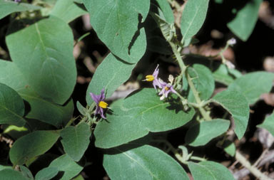 APII jpeg image of Solanum ellipticum  © contact APII