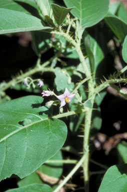 APII jpeg image of Solanum ellipticum  © contact APII