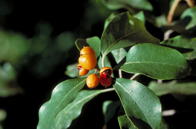 APII jpeg image of Pittosporum ferrugineum  © contact APII