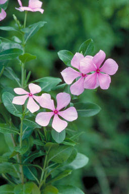 APII jpeg image of Catharanthus roseus  © contact APII