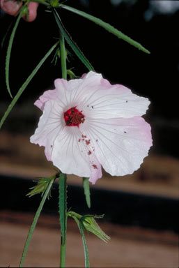 APII jpeg image of Hibiscus meraukensis  © contact APII