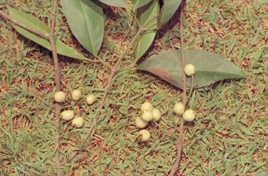 APII jpeg image of Syzygium tierneyanum  © contact APII