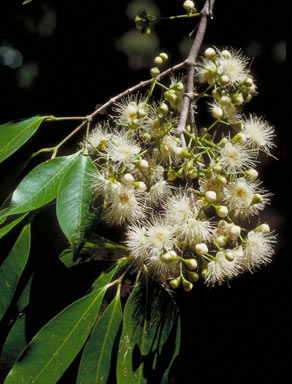 APII jpeg image of Syzygium tierneyanum  © contact APII