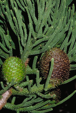 APII jpeg image of Araucaria cunninghamii  © contact APII