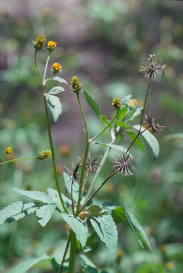 APII jpeg image of Bidens pilosa  © contact APII