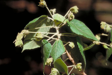 APII jpeg image of Macaranga involucrata var. mallotoides  © contact APII