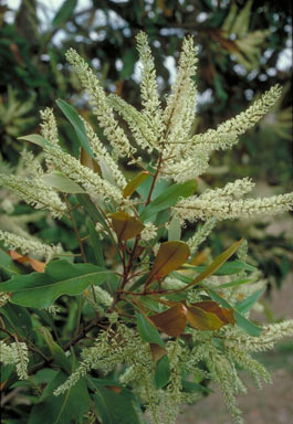 APII jpeg image of Grevillea baileyana  © contact APII