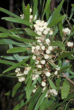 APII jpeg image of Acacia melanoxylon  © contact APII