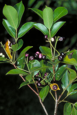 APII jpeg image of Syzygium angophoroides  © contact APII