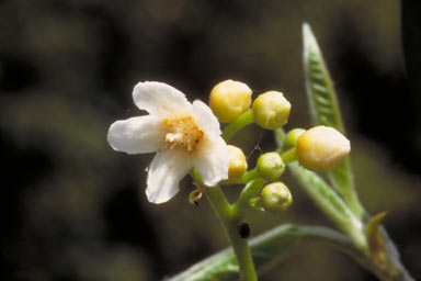 APII jpeg image of Fontainea picrosperma  © contact APII