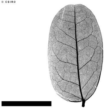 APII jpeg image of Caesalpinia hymenocarpa  © contact APII