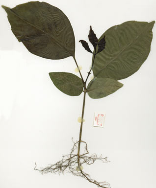 APII jpeg image of Tetrastigma thorsborneorum  © contact APII