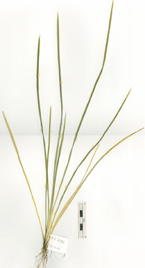 APII jpeg image of Lomandra hystrix  © contact APII