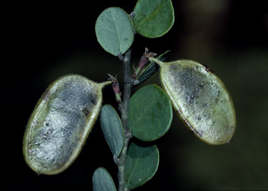 APII jpeg image of Bossiaea arenicola  © contact APII