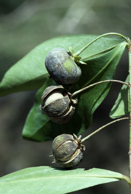 APII jpeg image of Actephila longipedicellata  © contact APII