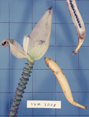 APII jpeg image of Musa banksii  © contact APII