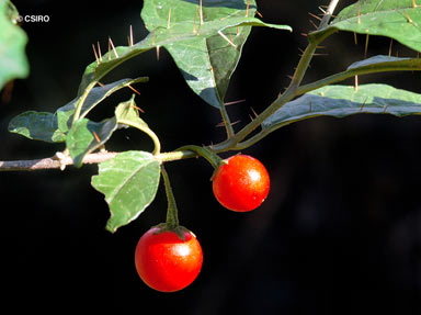 APII jpeg image of Solanum macoorai  © contact APII