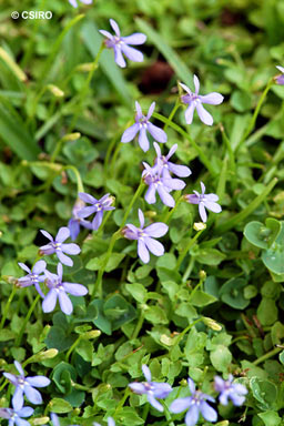 APII jpeg image of Lobelia membranacea  © contact APII