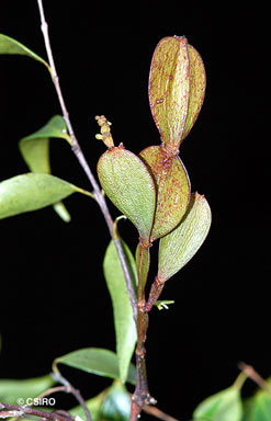 APII jpeg image of Korthalsella papuana  © contact APII