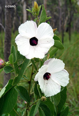 APII jpeg image of Hibiscus forsteri  © contact APII