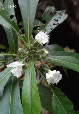 APII jpeg image of Hibiscus macilwraithensis  © contact APII