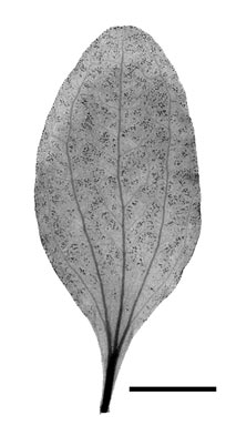 APII jpeg image of Dendromyza reinwardtiana  © contact APII