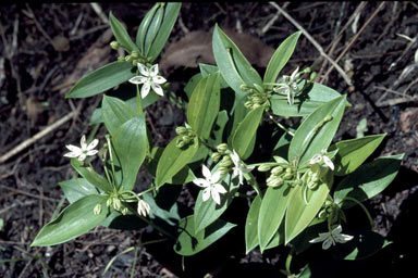 APII jpeg image of Schelhammera multiflora  © contact APII