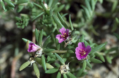 APII jpeg image of Portulaca pilosa  © contact APII