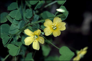 APII jpeg image of Oxalis corniculata  © contact APII