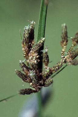 APII jpeg image of Fimbristylis dichotoma  © contact APII