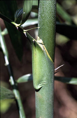 APII jpeg image of Calamus aruensis  © contact APII