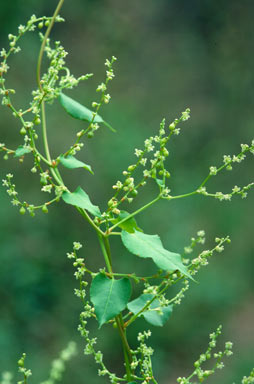 APII jpeg image of Muehlenbeckia zippelii  © contact APII