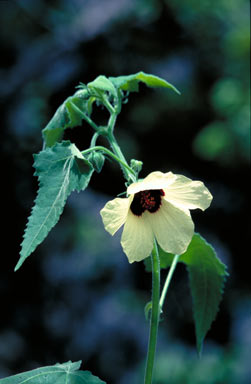 APII jpeg image of Hibiscus vitifolius  © contact APII