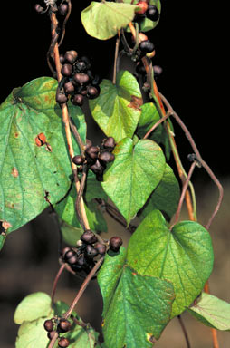 APII jpeg image of Lepistemon urceolatus  © contact APII