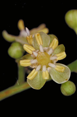 APII jpeg image of Cupaniopsis foveolata  © contact APII