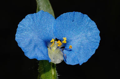 APII jpeg image of Commelina ensifolia  © contact APII