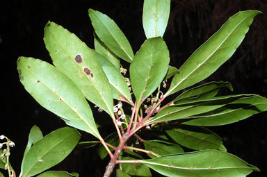 APII jpeg image of Elaeocarpus sp. Mossman Bluff (D.G.Fell 1666)  © contact APII