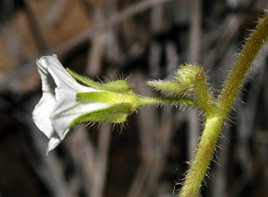 APII jpeg image of Ipomoea plebeia  © contact APII