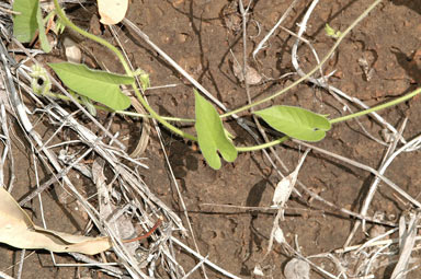 APII jpeg image of Ipomoea plebeia  © contact APII