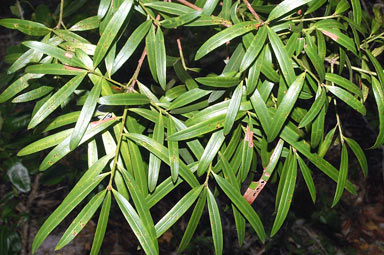 APII jpeg image of Podocarpus elatus  © contact APII