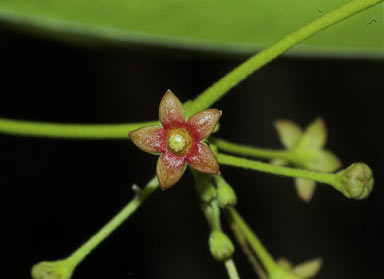 APII jpeg image of Tylophora flexuosa  © contact APII