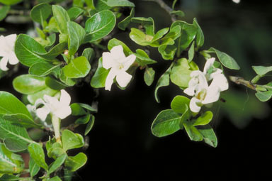 APII jpeg image of Gardenia vilhelmii  © contact APII