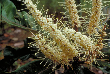 APII jpeg image of Darlingia ferruginea  © contact APII