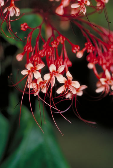 APII jpeg image of Clerodendrum paniculatum  © contact APII