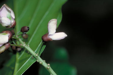 APII jpeg image of Pongamia pinnata var. pinnata  © contact APII