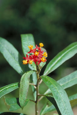 APII jpeg image of Asclepias curassavica  © contact APII