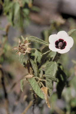 APII jpeg image of Hibiscus normanii  © contact APII