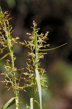 APII jpeg image of Scleria sumatrensis  © contact APII