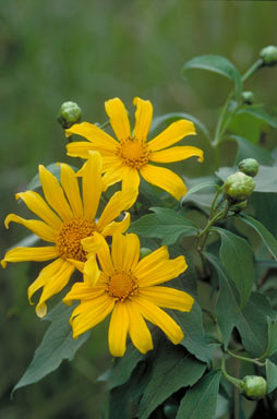 APII jpeg image of Tithonia diversifolia  © contact APII