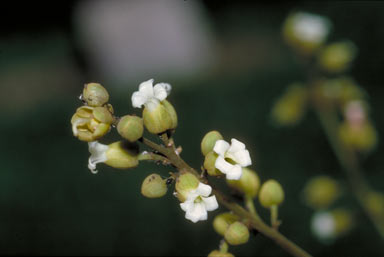 APII jpeg image of Harpullia ramiflora  © contact APII